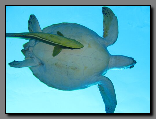 green turtle and remora 